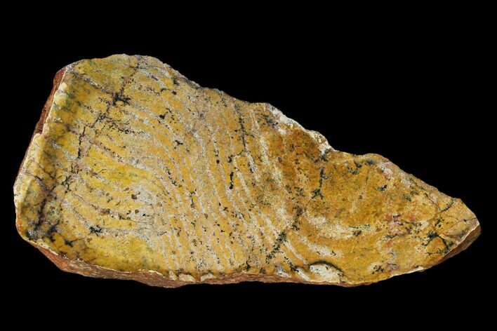 Strelley Pool Stromatolite Slab - Billion Years Old #150668
